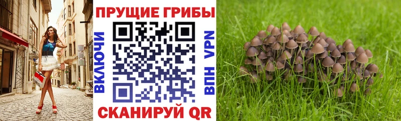 цена   это как зайти  Псилоцибиновые грибы MAGIC MUSHROOMS  Темрюк 